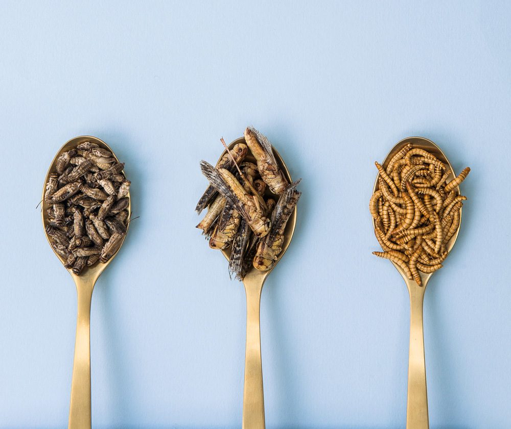 Would you eat insects as part of your daily diet?