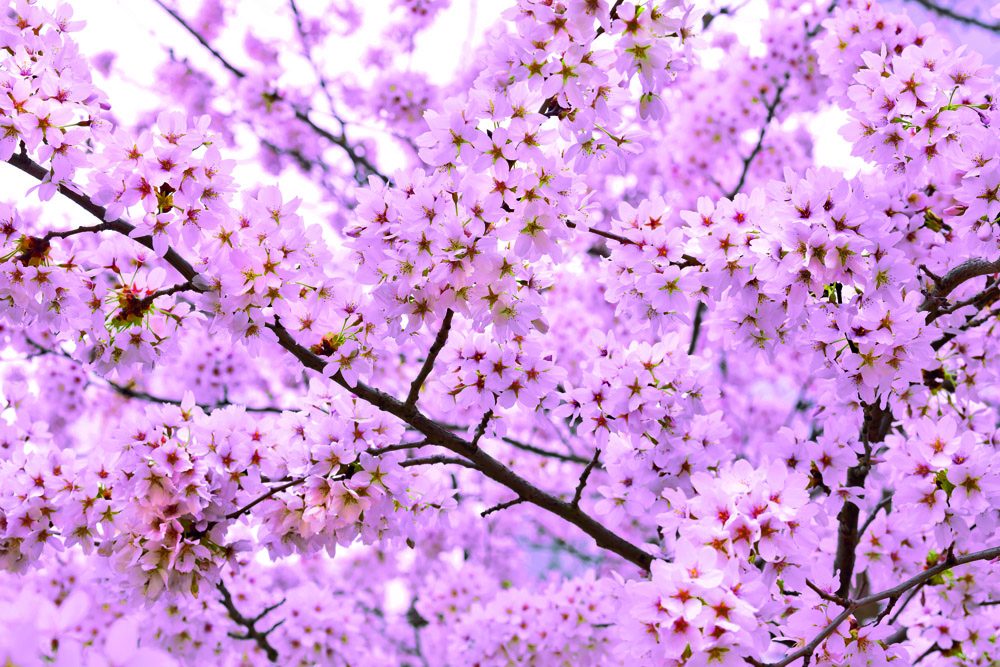 The Balance city of dreams guide to: Tokyo, Japan