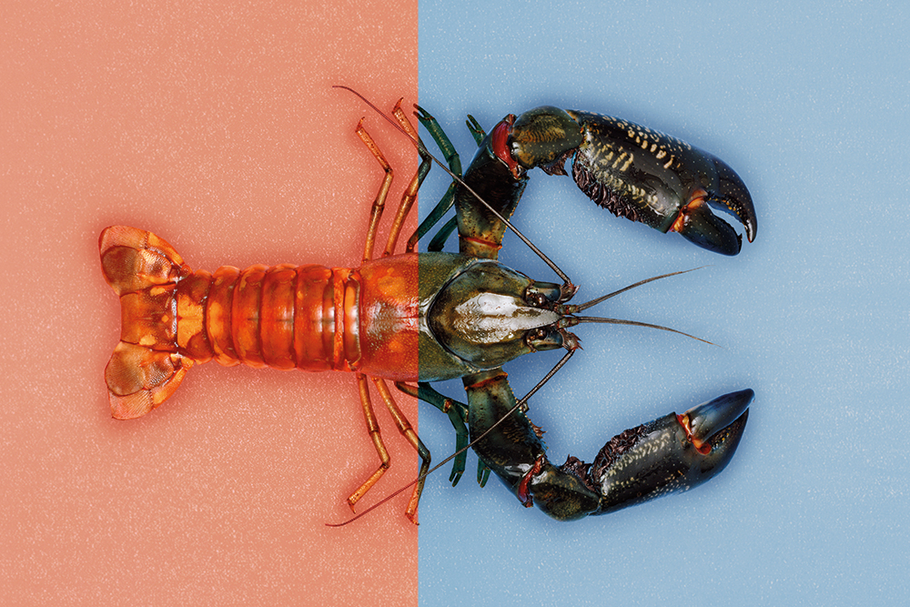 Dealing with stress like a lobster would (really, it works)