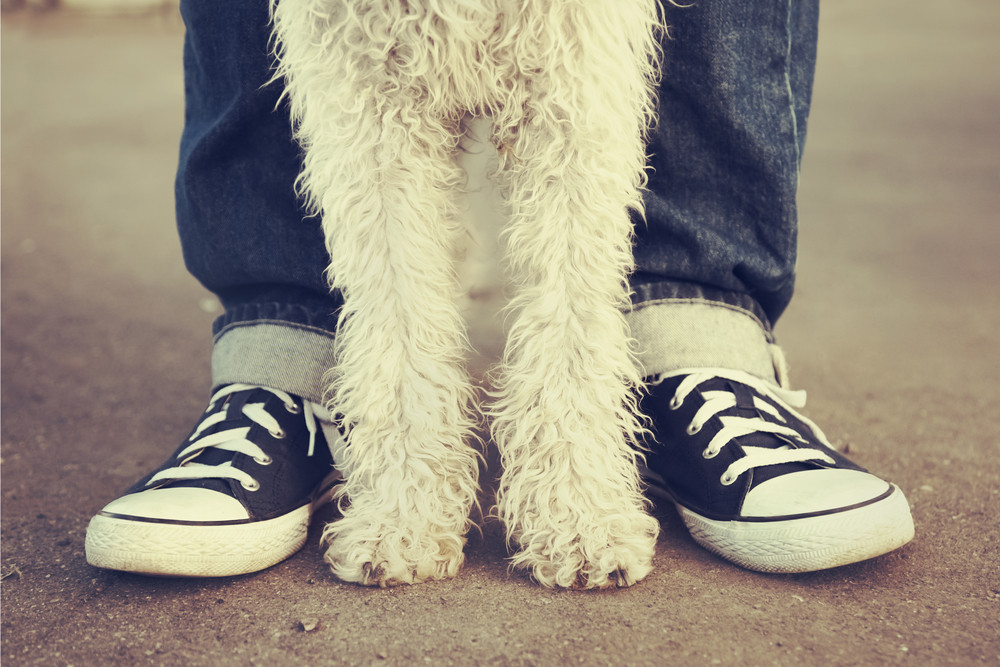The millennial’s guide on everything you need to know before getting a dog