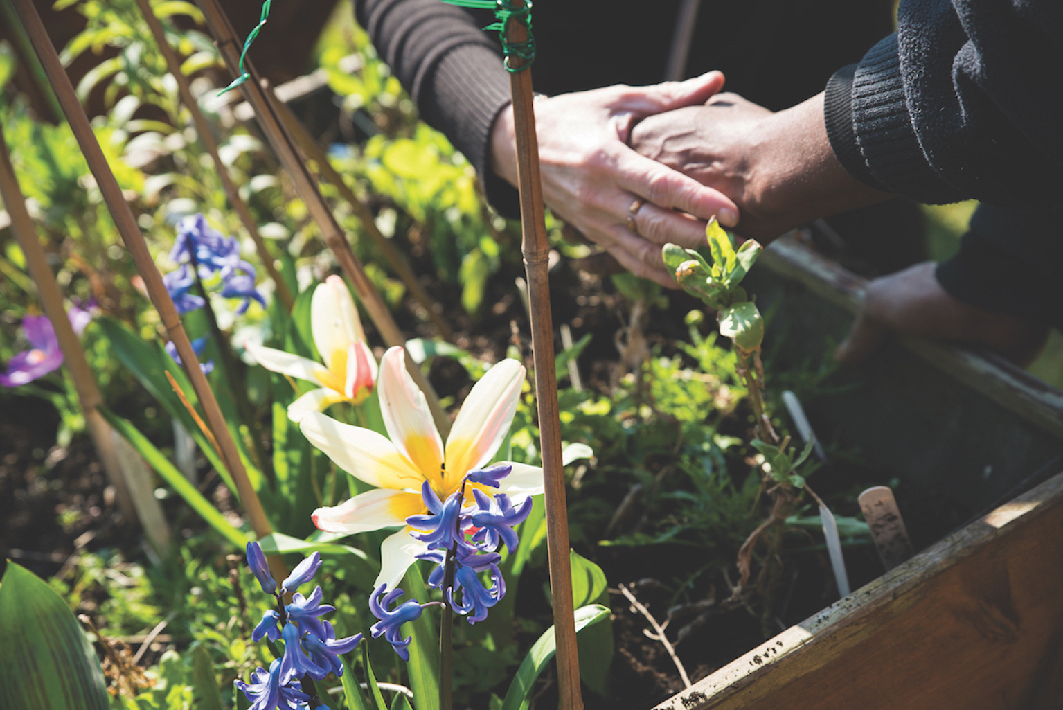 5 reasons why gardening is good for your mental health