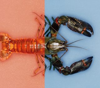 Dealing with stress like a lobster would (really, it works)