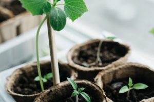 How to grow your own produce (when you don’t have a garden)