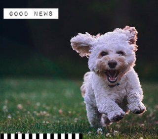 5 Hopeful News Stories to Make you Smile