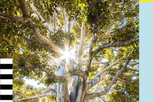 5 lessons from a Buddhist monk on how to live well