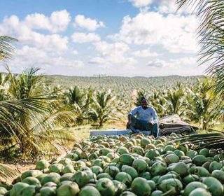 Meet Obrigado; the lean, green, zero-waste coconut water