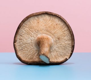 The benefits of medicinal mushrooms